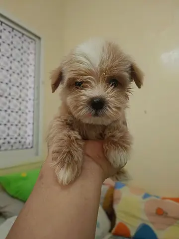 Cute small mixed-breed puppy - approx. young, ready for a loving home