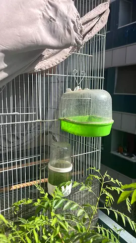 Bird cage with water bottle and feeder - used