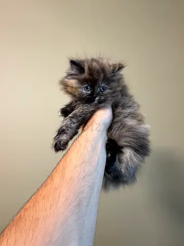 Persian female Kitten and mother for adoption