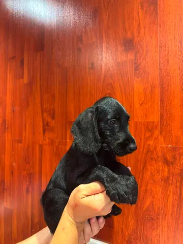 Pet