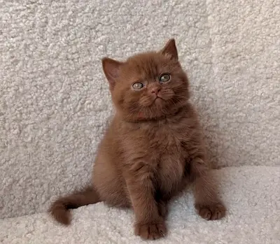 British shorthair kitten