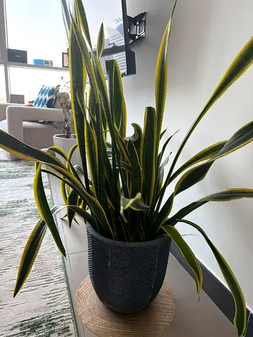 Large variegated snake plant (Sansevieria) in black woven pot — healthy indoor plant