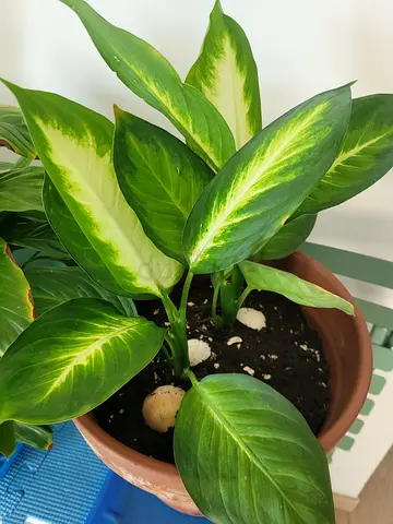Dieffenbachia Plant in Big Clay Pot - Indoor Plant