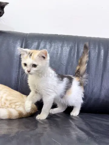 Free adoption: 2 month Old kitten