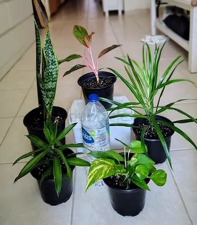 Small indoor plant bundle — Dracaena, Snake Plant, Pothos and more (5 pots)