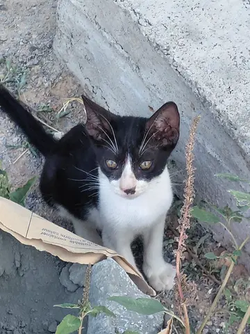 2 months old male kitten for free adoption urgently