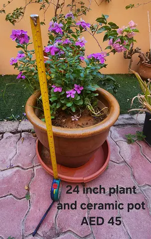 24-inch flowering plant with ceramic pot