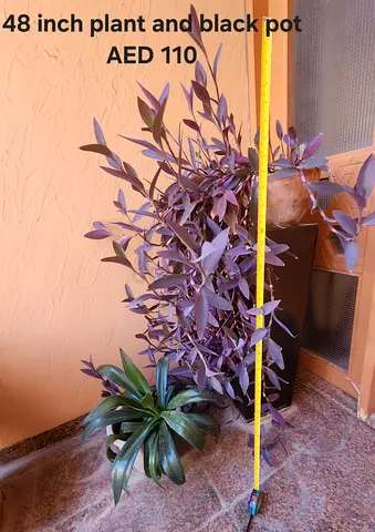 48-inch purple plant with black pot