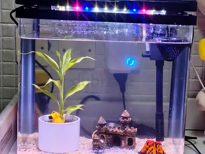 Small  aquarium tank with LED light and filter with live plants and decor items