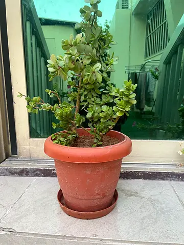 Healthy Jade plant