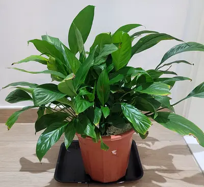 Peace Lily Plant - Indoor Plant