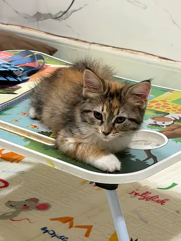 Kitten for free adoption