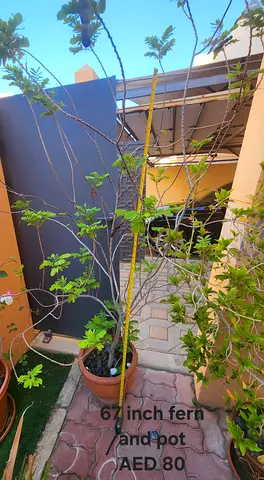 6 ft Fern in Pot — Healthy Outdoor Potted Plant