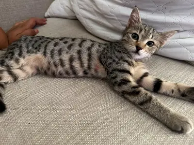 Friendly 3-month-old tabby kitten looking for a home