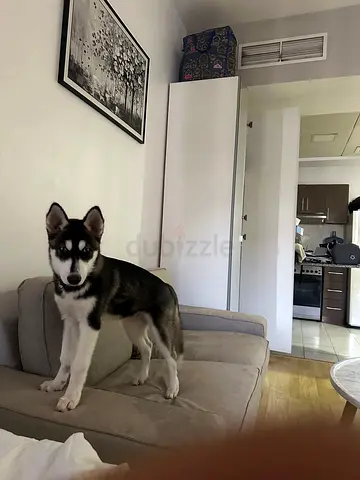 Husky