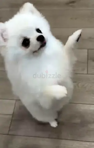 Amazing pomeranian puppies