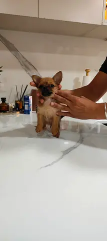 Pets for adoption
