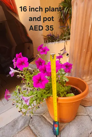 16-inch potted flowering plant (petunias) – AED 35