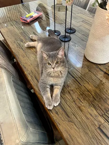 Adorable cat for adoption