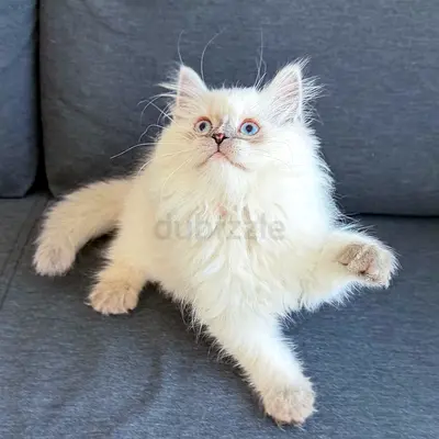 Adorable Pure Ragdoll Kitten
