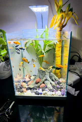 Small Glass Aquarium with LED Light and Community Fish