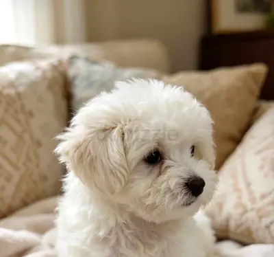 Puppy