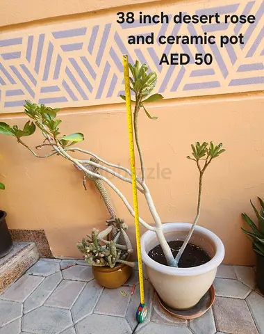 38-inch Desert Rose (Adenium) in Ceramic Pot