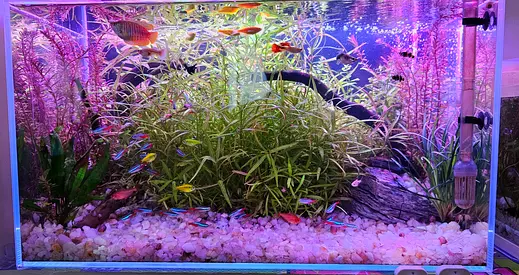 Planted Aquarium with Fish,shrimp,loach,snail and accessories