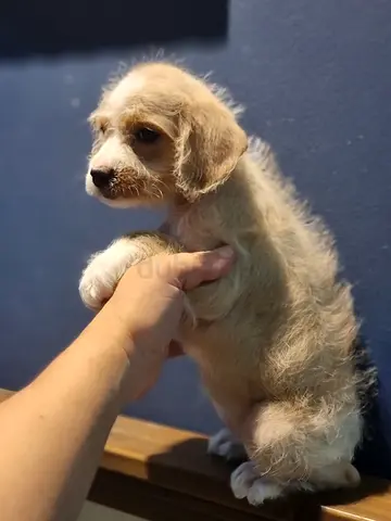 lovely puppy