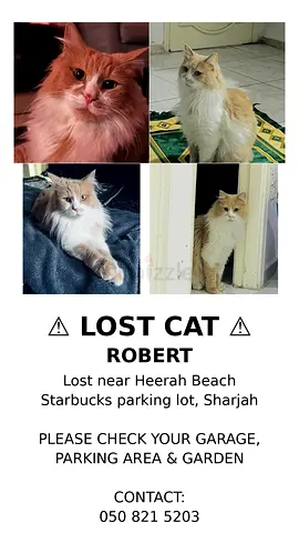 Lost my cat