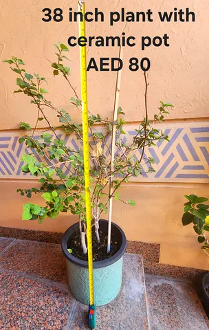 38-inch potted indoor plant with ceramic pot