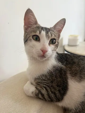 FREE 6 MONTH KITTEN