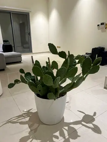 Urgent sale today!! Prickly Pear Cactus in White Pot