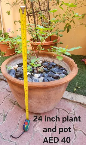 24-inch potted plant with terracotta pot - AED 40