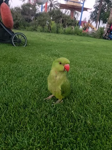 Green parrote