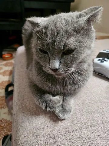 Cat for adoption