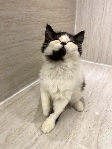 3 months old black  white female cat available for adoption
