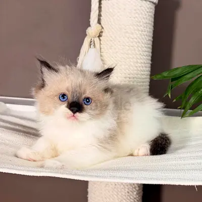 Ragdoll kittens
