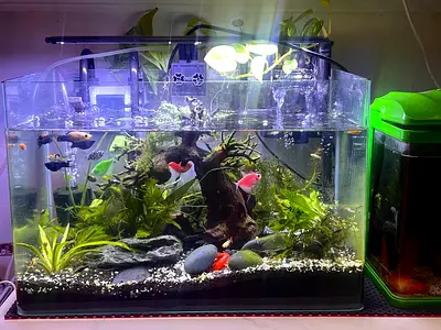 Aquarium / Fish Tank
