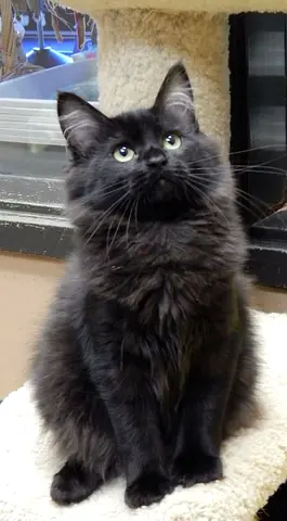 Meet Suzy, a gorgeous 6 month-old black Persian cat with a soft fluffy coat and adorable round ey