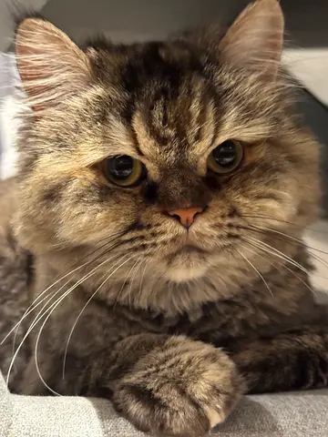 Persian Cat