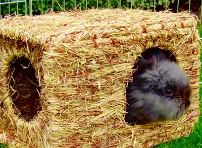 Rabbit house