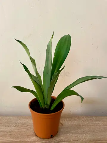Snake Plant - Green