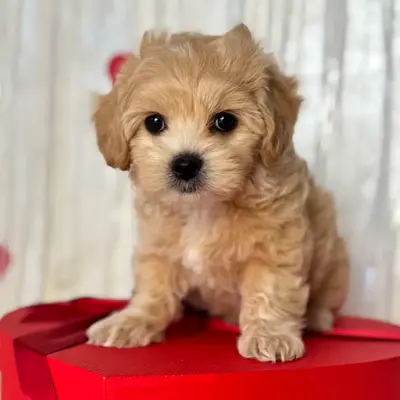 Small fluffy puppy - loving Maltipoo/Designer mix (available)