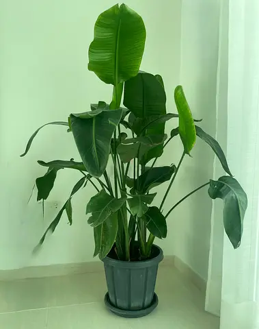Large healthy indoor giant bird of paradise plant in pot 1,40 cm