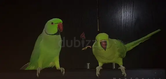 green ring neck parrot