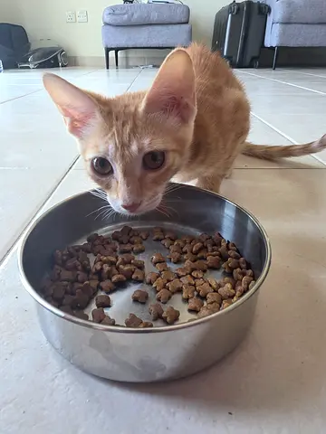 Friendly 5 months old Ginger vaccinated Cat Looking for a New Home
