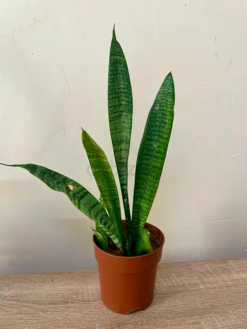 Snake Plant small