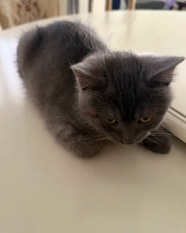 4 month old kitten for adoption