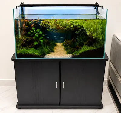 Premium Planted Aquarium 100cm Complete Setup